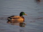 Mallard