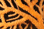 Eunicella verrucosa