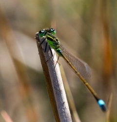 Dragonflies _0004