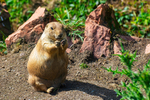 Black-tailed Prairie Dog - DSC_9613