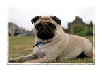 Alfie 2F