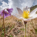 Spring pasque flower (Pulsatilla vernalis) growing  with alpine snowbells (Soldanella alpina