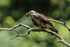 Snail Kite (immature) with snail, Panama