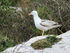 Yellow-legged Gull (second year), Gibraltar