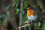 Just a wee Robin