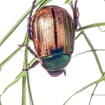 Chafer Beetle (Protaetia (Netocia) cuprea) MYN