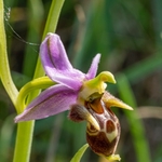 Horned Ophrys (Ophrys cornuta syn O. scolopax ssp cornuta) also  known as O.oestrifrea ssp montis-leonis 