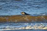 Atlantic Grey Seal