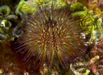Psammechinus miliaris