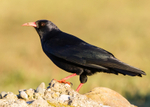 Chough 1