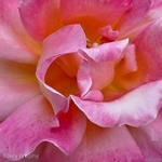 Flora-006
