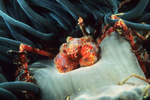 Inachus phalangium