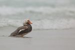 Steamer Duck (male), Saunders Island, Falklands