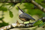 Nuthatch