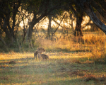safari-136