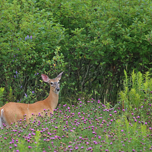 Older Doe that I have photographed for several years now.  This is first year with no offspring.