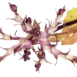 Fedia (Fedia cornucopiae) fruits - a member of the Valerian fami