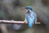 Kingfisher Alcedo Atthis081