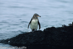 Galapagos pinguin (Isabela)