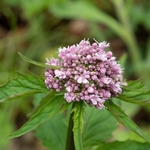 Three-leaved valerian (Valeriana tripteris) 