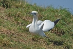 Gannet