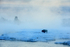 Lone Bison encircled by mist, Yellowstone National Park, Wyoming, USA