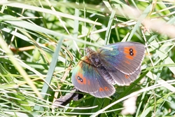 Common Brassy Ringlet