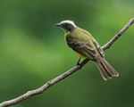 Social Flycatcher perched, Gamboa, Panama
