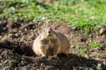 Black-Tailed Prairie Dog - DSC_0847