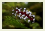 Actaea alba