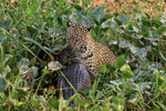 Jaguar hunting sequence (frame 6):  Holding Caiman by neck