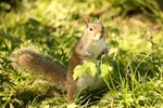 Squirrel 8