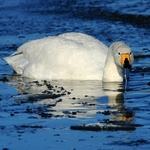 Whooper Swan