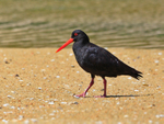 Variable Oystercatcher portfolio
