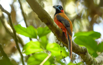 Danum valley