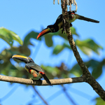 Pair of Fiery-billed Aracaris, Costa Rica