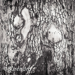 Bark 2 portfolio