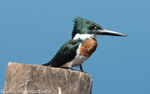 Amazon kingfisher