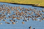 Wigeon