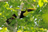 Yellow-throated Toucan perched high in a tree at Leaves and Lizards