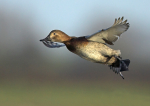Female Pochard