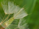 P60100390071