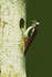 Great-spotted Woodpecker