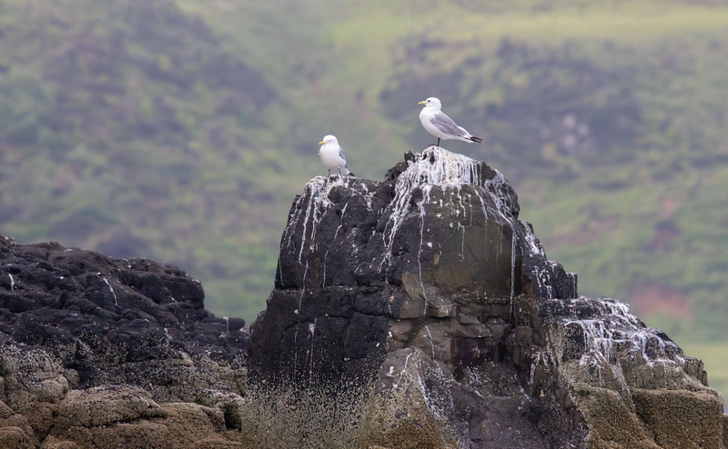 Black-Legged Kittiwake - Uig Bay - Isle of Skye - Scotland