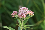 Hemp Agrimony flower head, Arne, Dorset