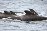 Pod of Pilot Whales close, Pacific Ocean, Chile