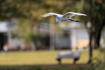 Great Egret flying, residential background - Venice Rookery, Florida