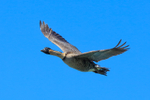 Hawaiian Goose (Nene) in flight, Kilauea Point, Kauai