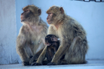 Barbary Macaques in Gibraltar