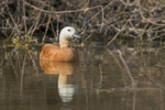 Ruddy Shelduck